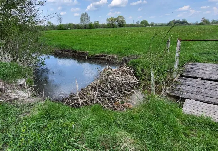 Moosach Weiher
