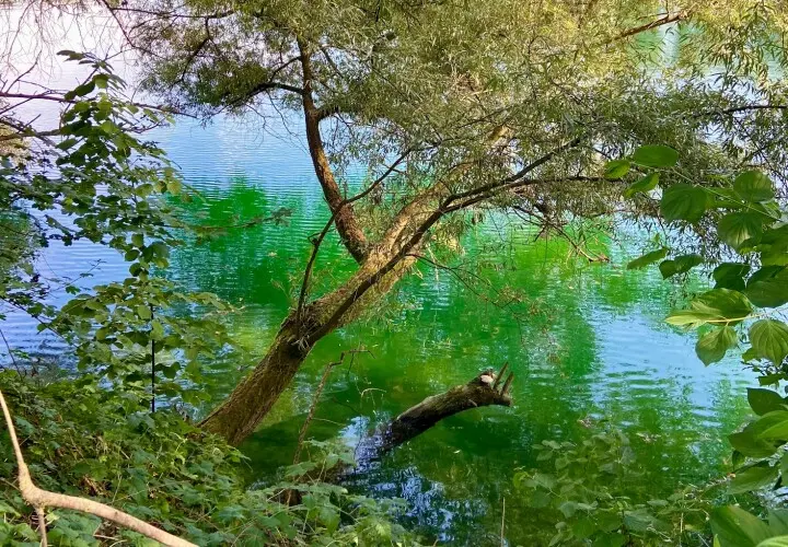 Moosach Weiher