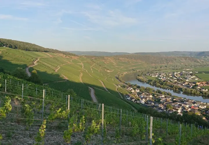 Weingut zur Burg