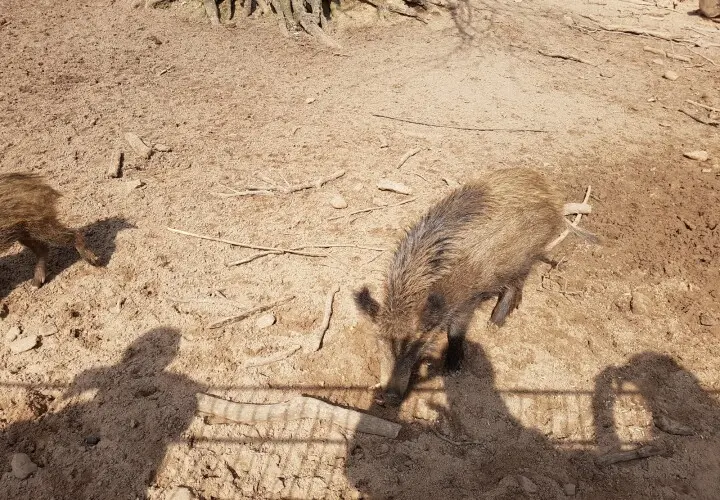 Wildfreigehege Weißhauswald