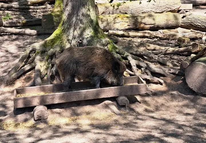 Wildfreigehege Weißhauswald