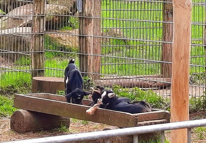 Wildfreigehege Weißhauswald