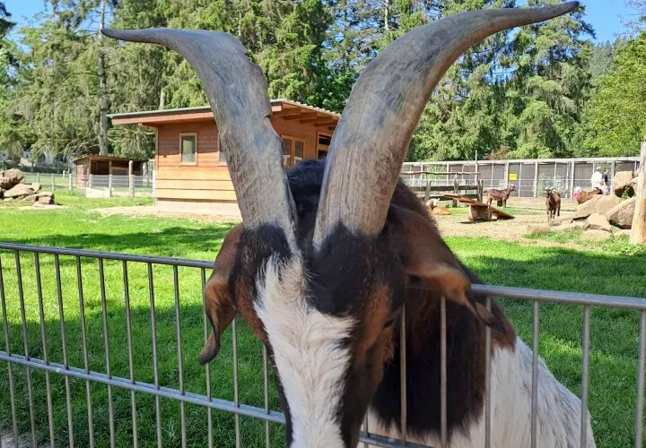 Wildfreigehege Weißhauswald