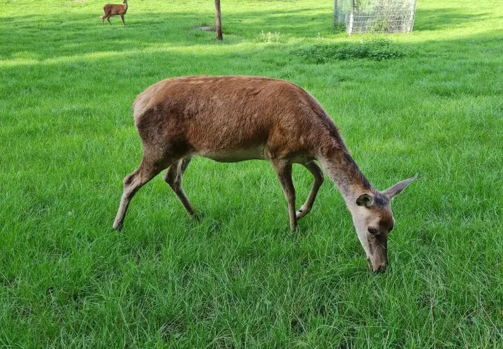 Wildfreigehege Weißhauswald
