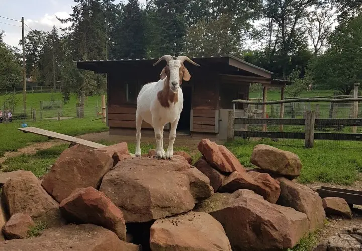 Wildfreigehege Weißhauswald