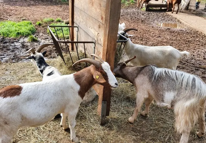 Wildfreigehege Weißhauswald