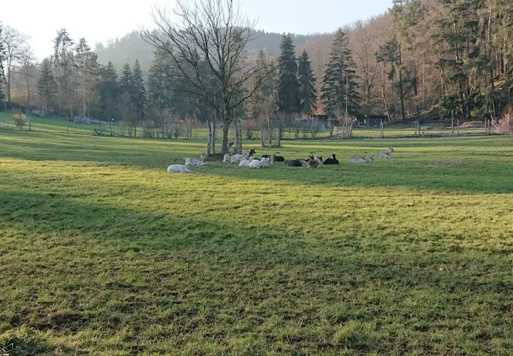 Wildfreigehege Weißhauswald