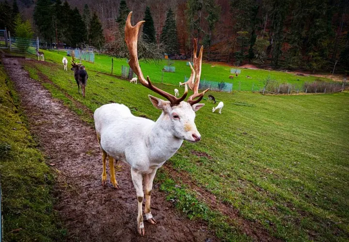 Wildfreigehege Weißhauswald