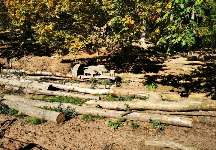 Wildfreigehege Weißhauswald