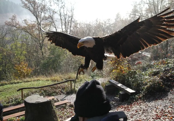 Greifvogelpark Saarburg