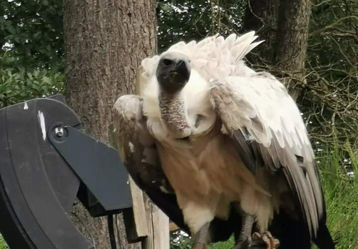 Greifvogelpark Saarburg