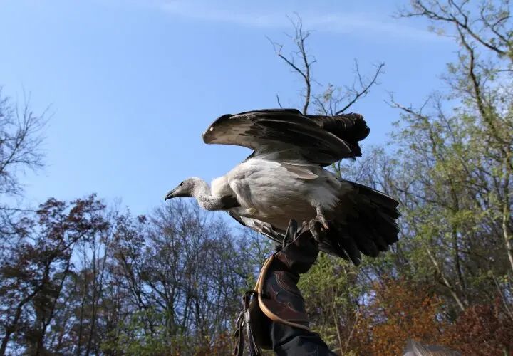 Greifvogelpark Saarburg
