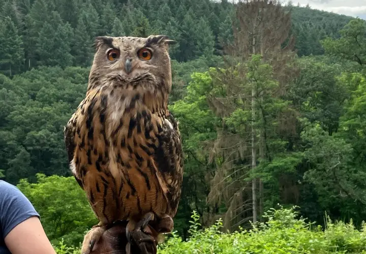 Greifvogelpark Saarburg