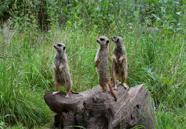 Greifvogelpark Saarburg