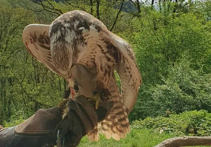 Greifvogelpark Saarburg