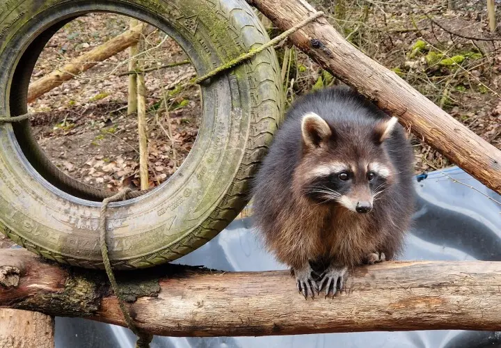 Greifvogelpark Saarburg