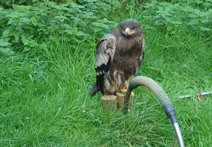 Greifvogelpark Saarburg