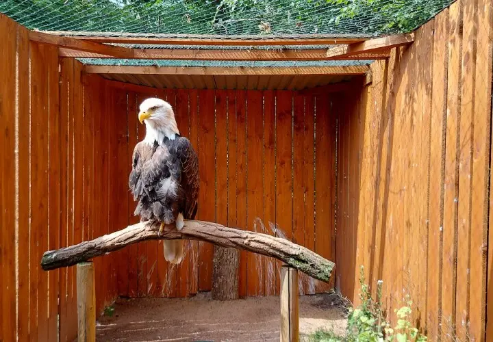Greifvogelpark Saarburg