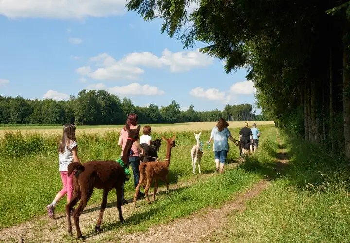 Pointnerhof Alpakas & Lamas