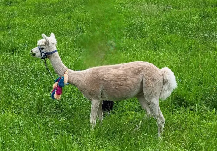 Pointnerhof Alpakas & Lamas