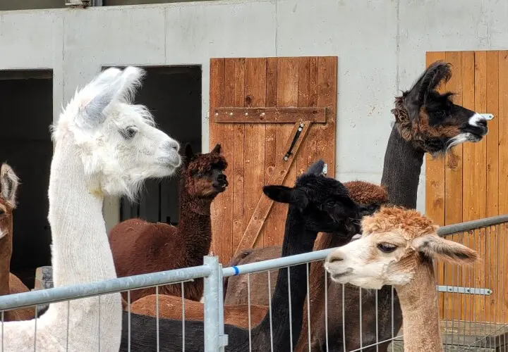 Pointnerhof Alpakas & Lamas