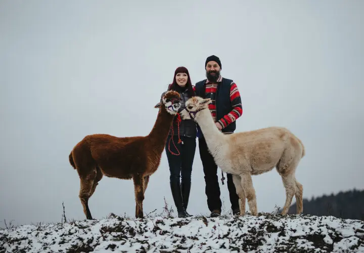 Pointnerhof Alpakas & Lamas