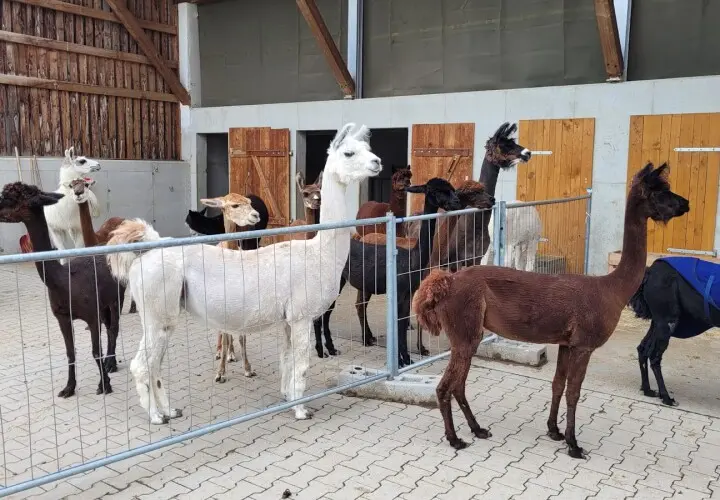 Pointnerhof Alpakas & Lamas