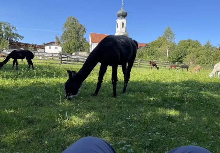 Pointnerhof Alpakas & Lamas