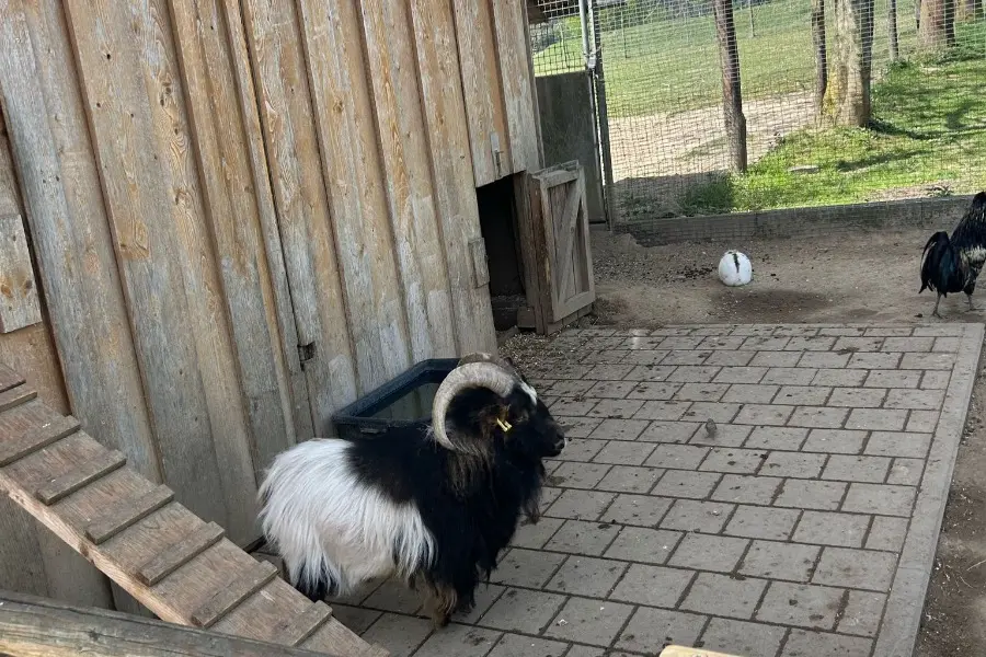Erfahrungsbericht: Familienausflug zum Wildpark Oberreith