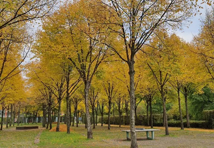 Bürgerpark