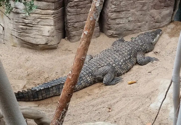 Tropen-Aquarium Hagenbeck