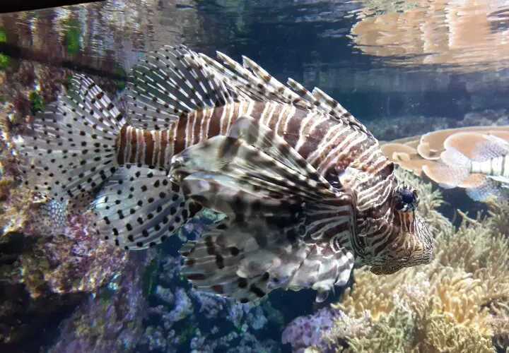 Tropen-Aquarium Hagenbeck