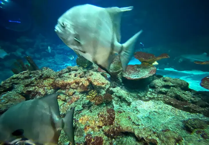 Tropen-Aquarium Hagenbeck