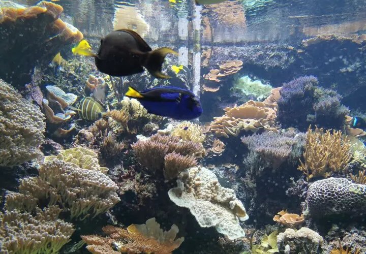 Tropen-Aquarium Hagenbeck