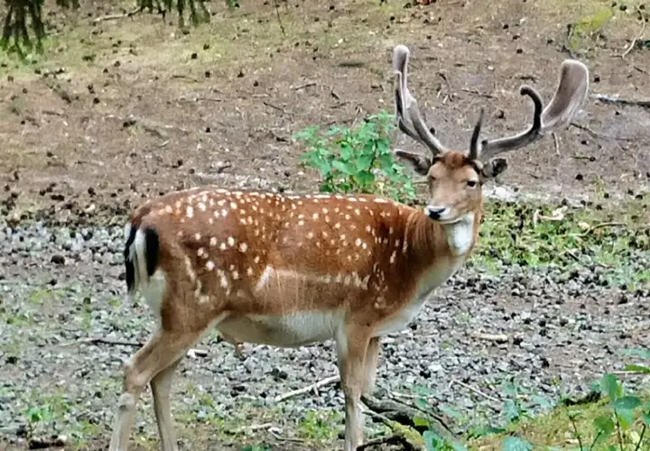 Wildgehege Klövensteen