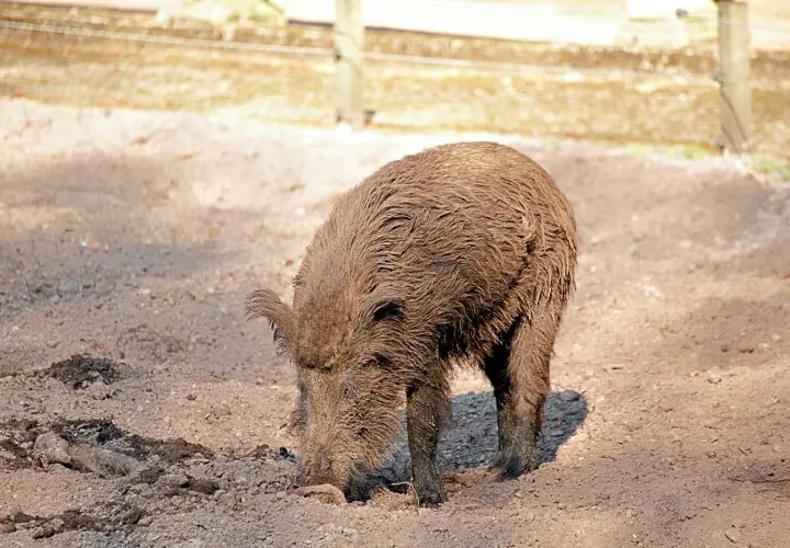 Wildgehege Klövensteen