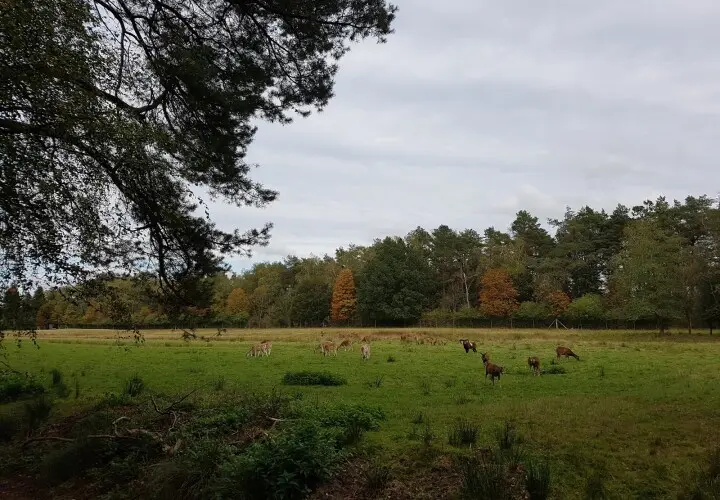 Wildgehege Klövensteen