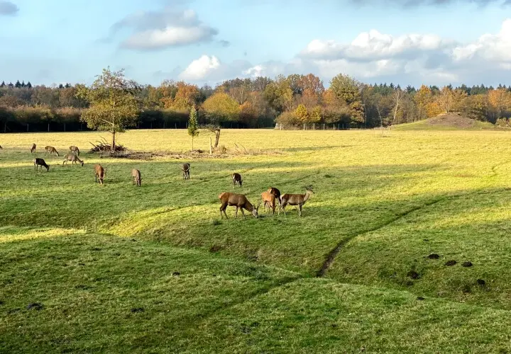 Wildgehege Klövensteen