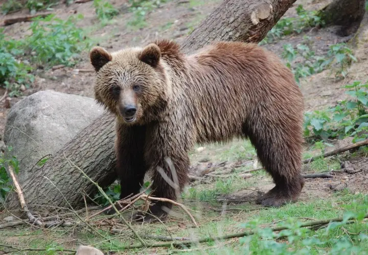 Wildpark Schwarze Berge