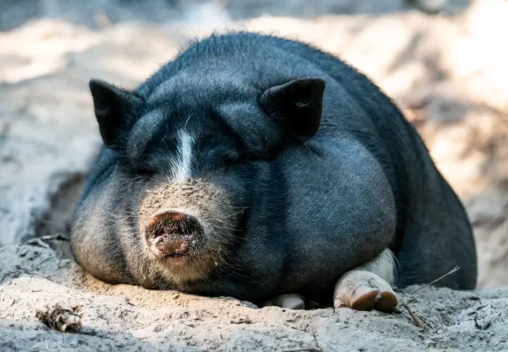 Wildpark Schwarze Berge