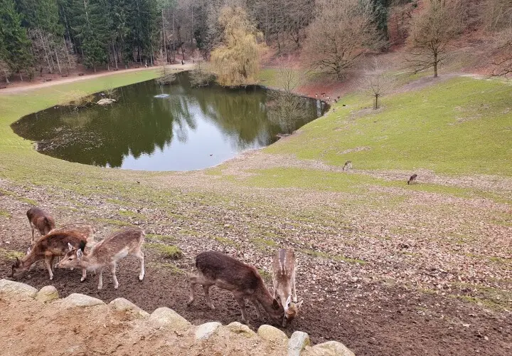 Wildpark Schwarze Berge