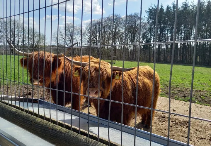 Wildpark Schwarze Berge