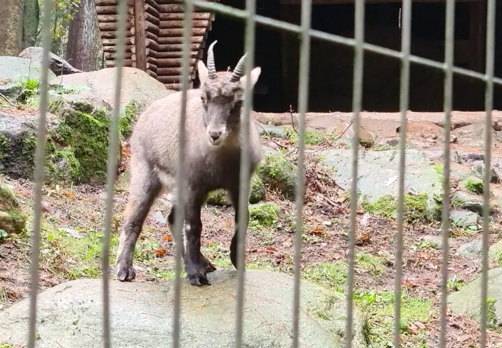 Wildpark Schwarze Berge