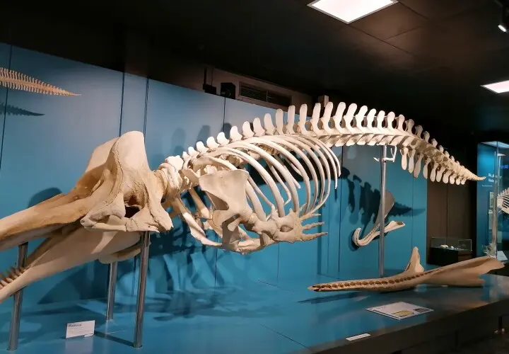Zoologisches Museum