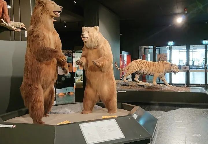 Zoologisches Museum
