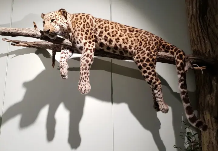 Zoologisches Museum