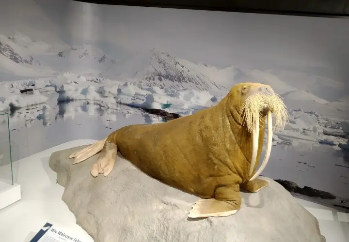 Zoologisches Museum