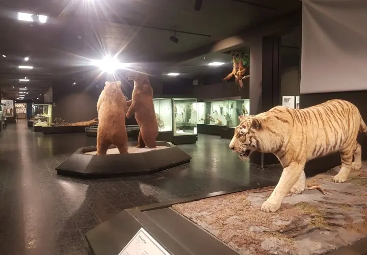 Zoologisches Museum
