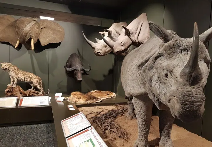Zoologisches Museum