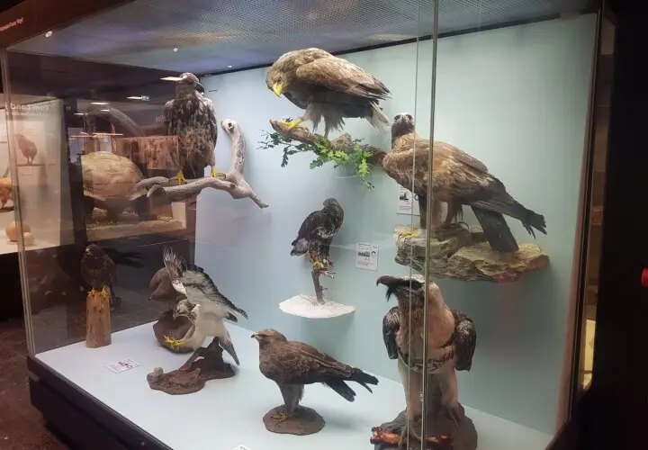 Zoologisches Museum